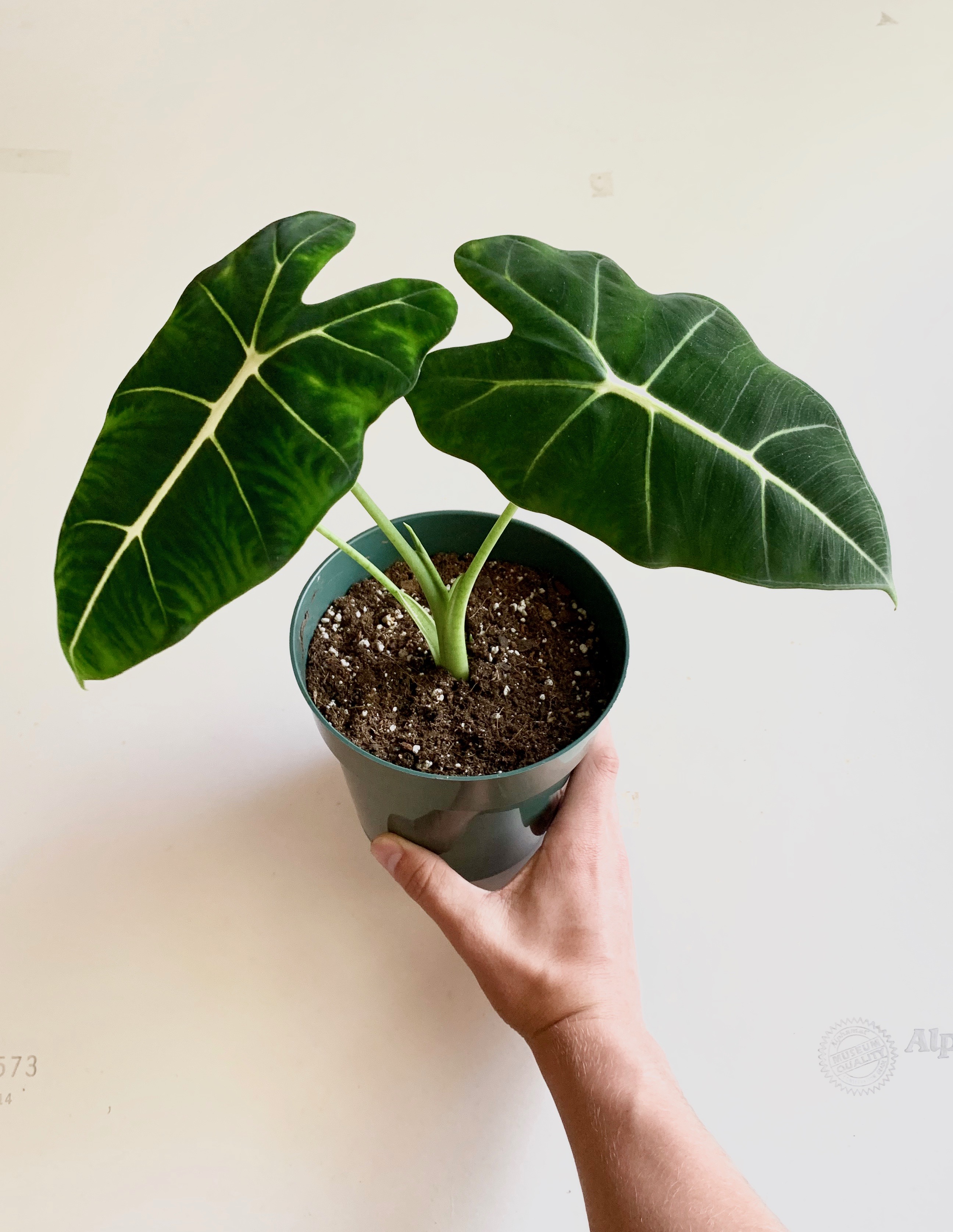 Alocasia Frydek Indoor Plant Care