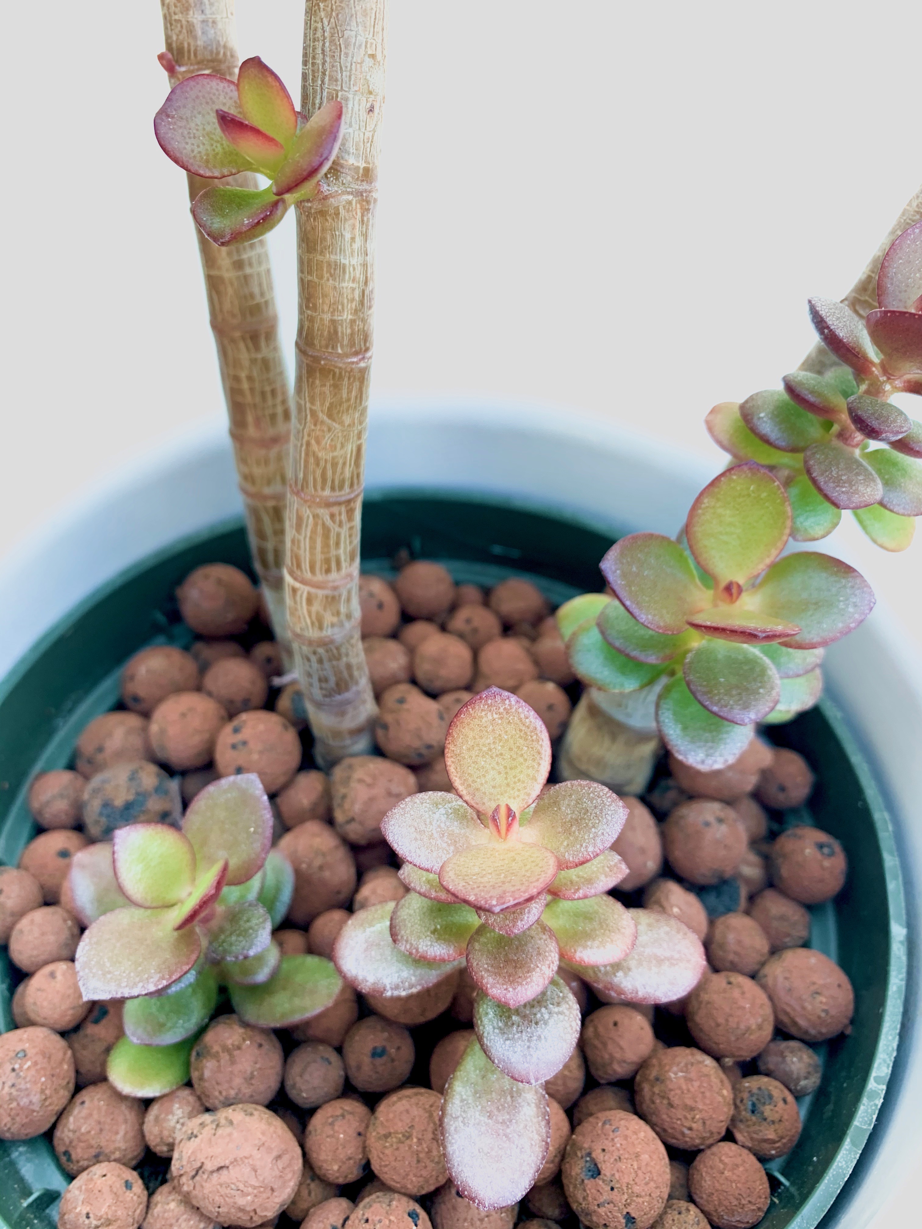 Crassula Ovata Plant Care