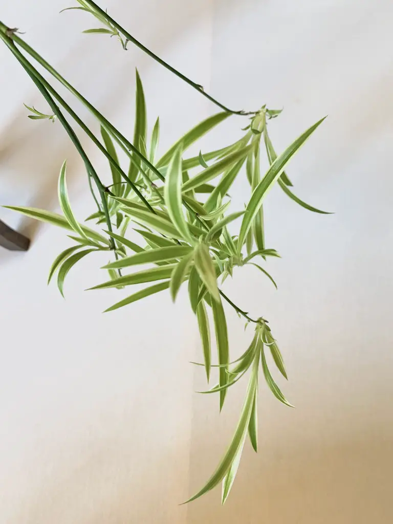 Spider Plant - LoveMeTendrils