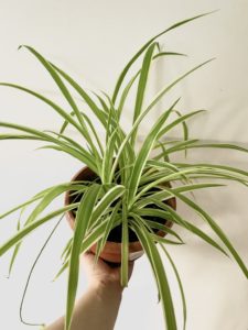 Spider Plant - LoveMeTendrils