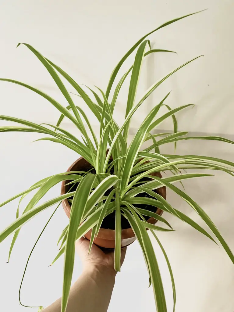 Spider Plant LoveMeTendrils