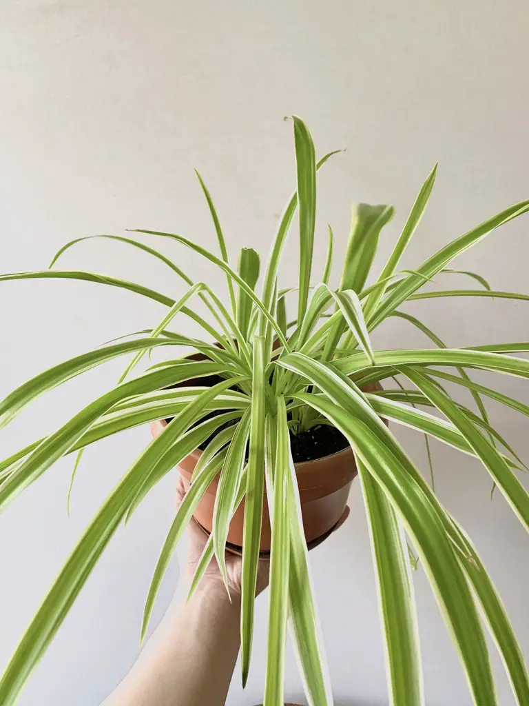 Spider Plant LoveMeTendrils
