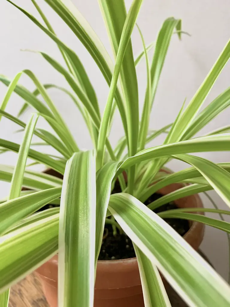 Spider Plant - LoveMeTendrils