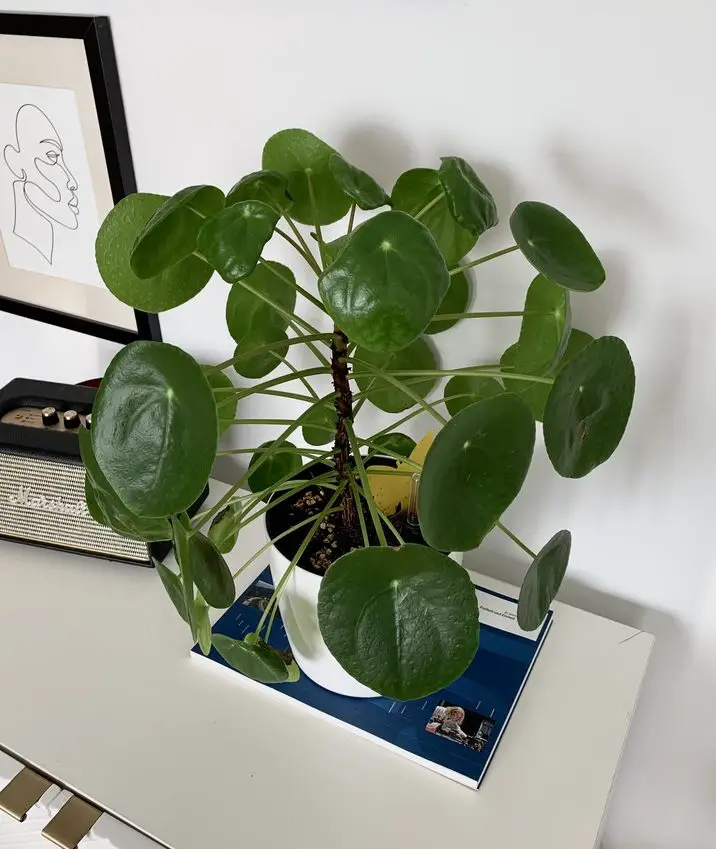 Pilea Peperomioides Plant Care