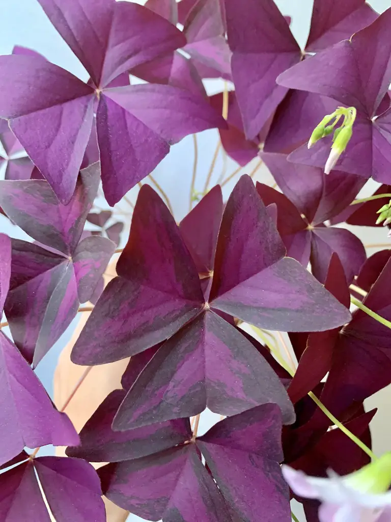 How To Grow Oxalis Triangularis From Bulbs