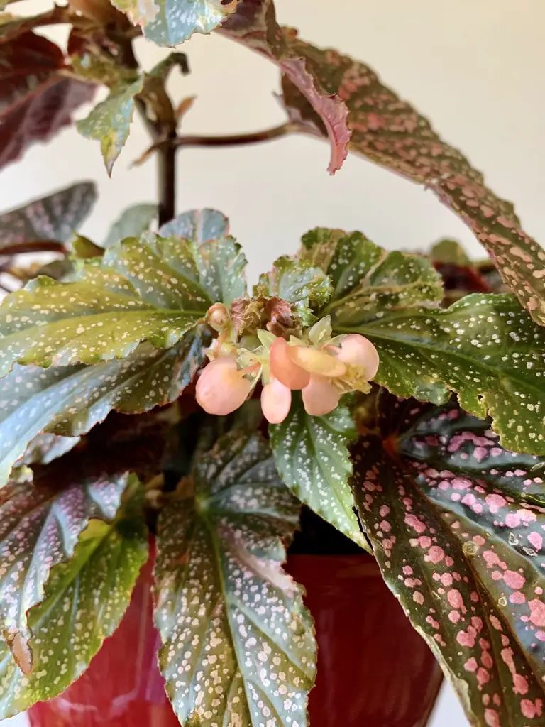 Polka Dot Begonia Care How To Grow Begonia Maculata