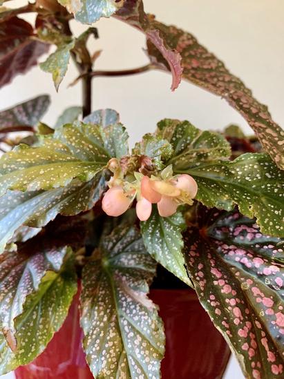 Polka Dot Begonia Care – How To Grow Begonia Maculata
