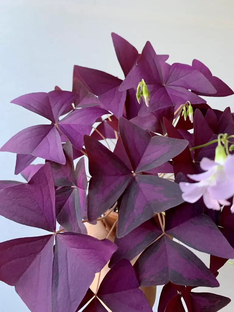 How To Grow Oxalis Triangularis From Bulbs