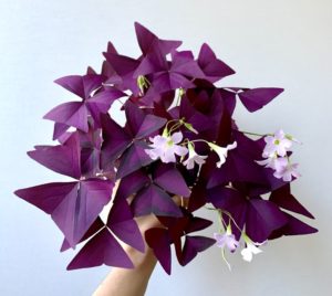 How To Grow Oxalis Triangularis From Bulbs