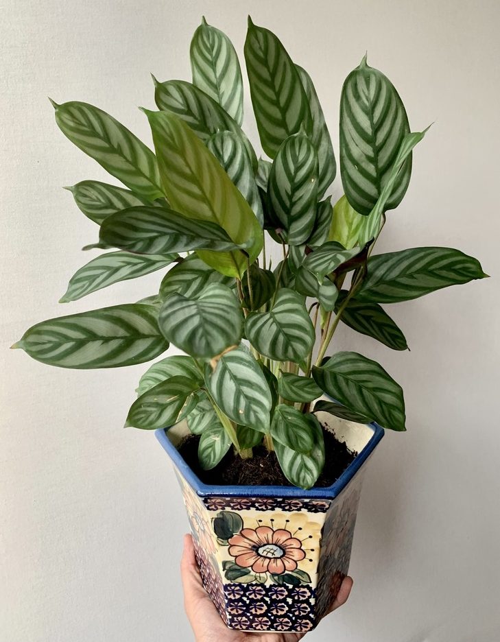 Ctenanthe Plant in Painted Pot