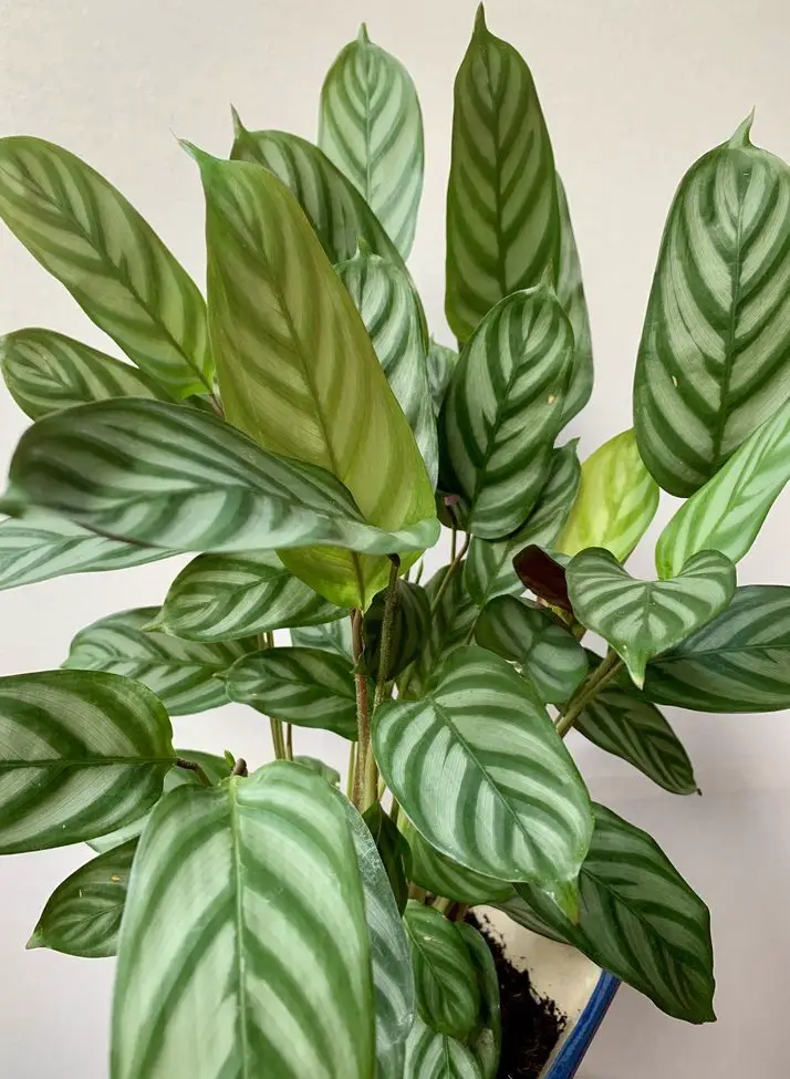 How To Care For Ctenanthe – Never Never Plant