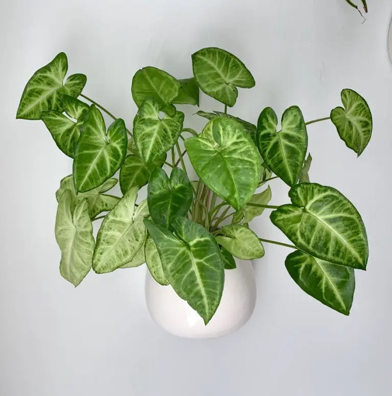 How To Care For Syngonium Podophyllum Arrowhead Plant