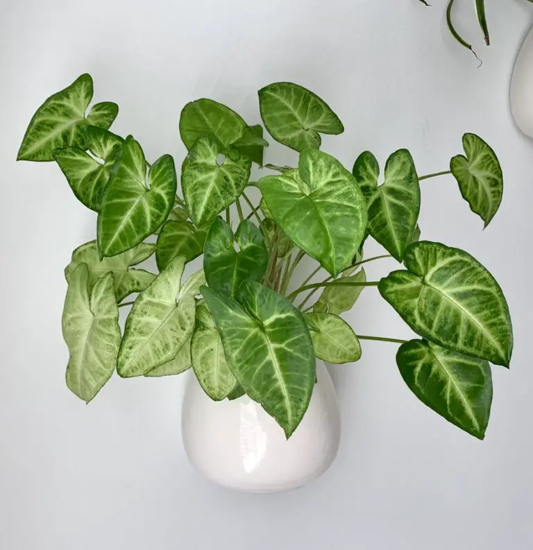 How To Care For Syngonium Podophyllum – Arrowhead Plant