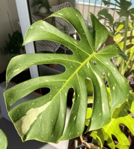 Monstera Thai Constellation | Care & Grow Guide