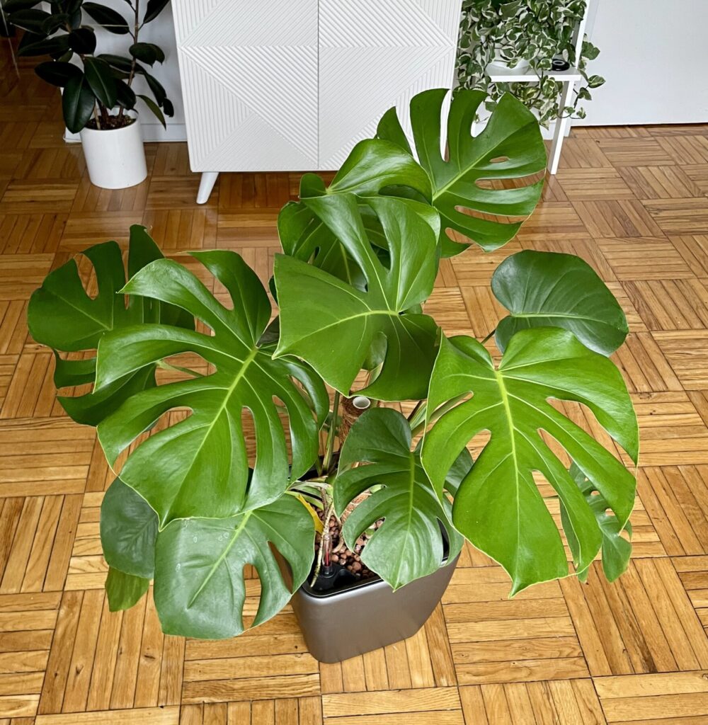 Monstera Deliciosa in Leca