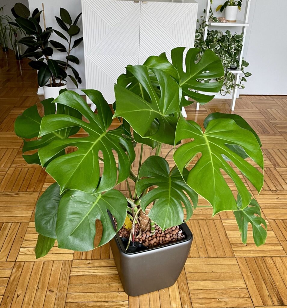 Monstera Deliciosa in Leca