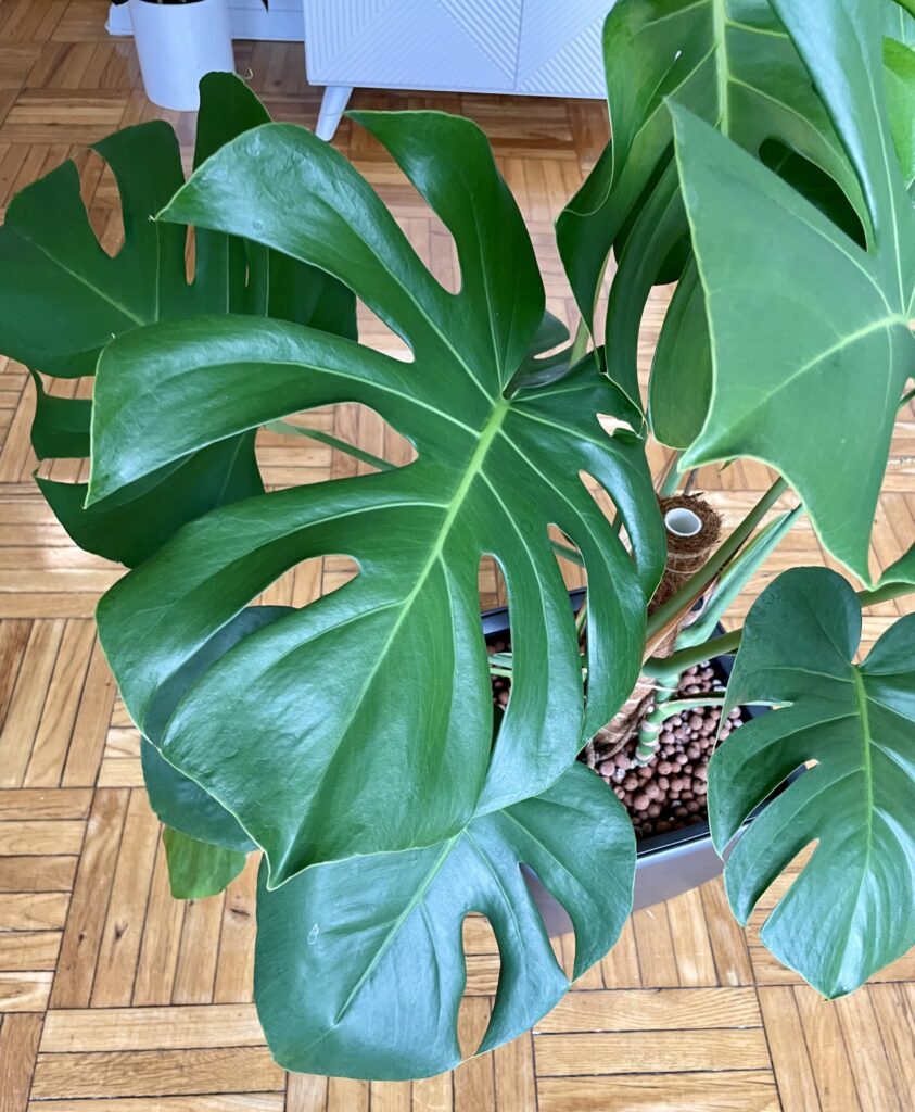 Monstera Deliciosa in Leca