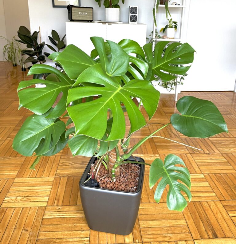 Monstera Deliciosa in Leca