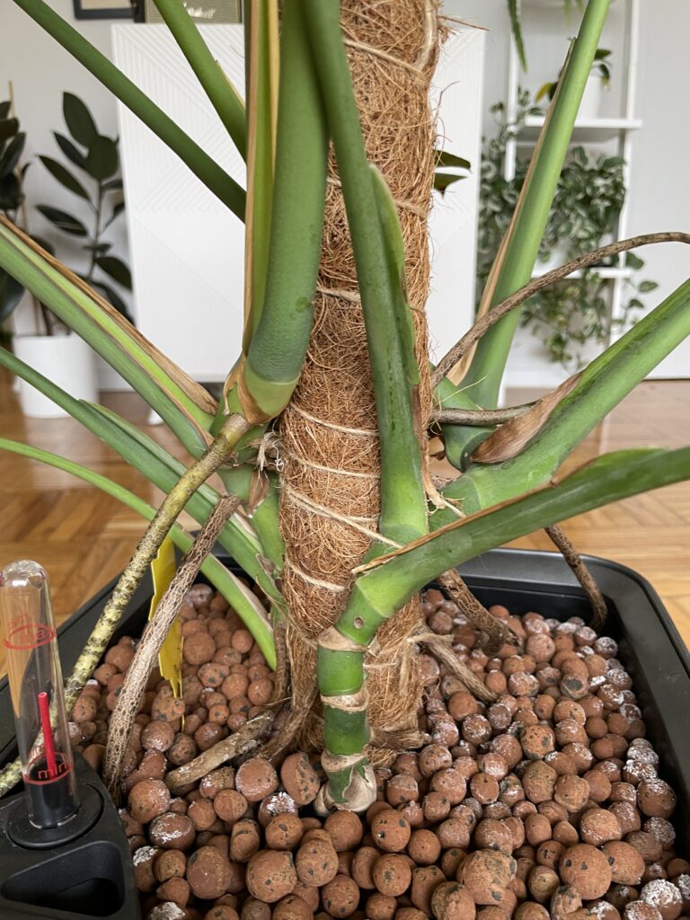 Monstera Deliciosa in Leca