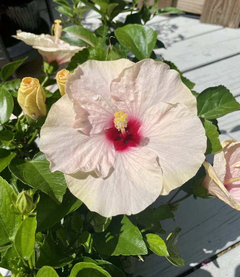 Blush Pink Hibiscus Bloom