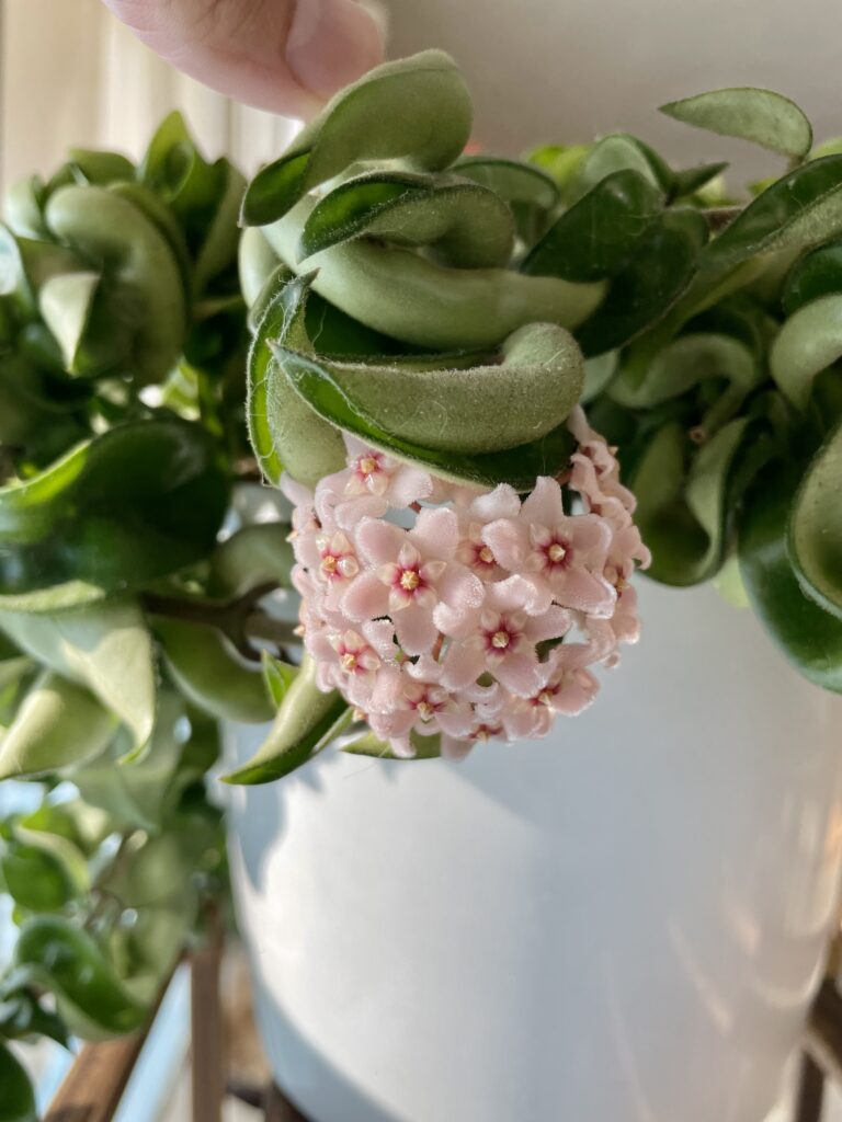 Hoya Hindu Rope Bloom