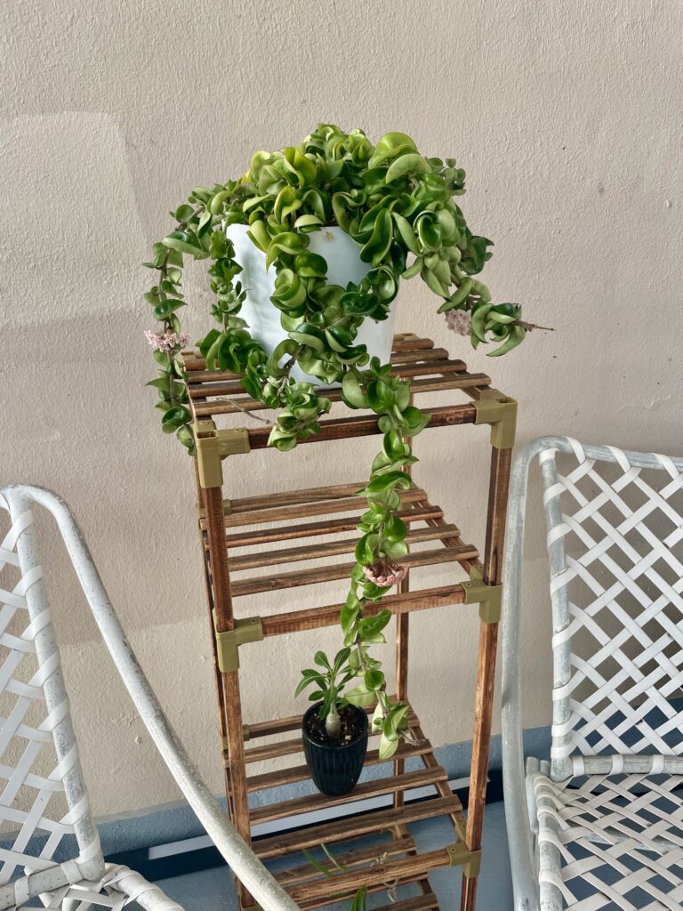 Hoya Carnosa Compacta