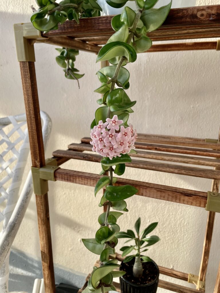 Hoya Compacta Pink Flowers