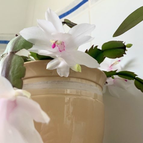 Christmas Cactus with blooming flowers