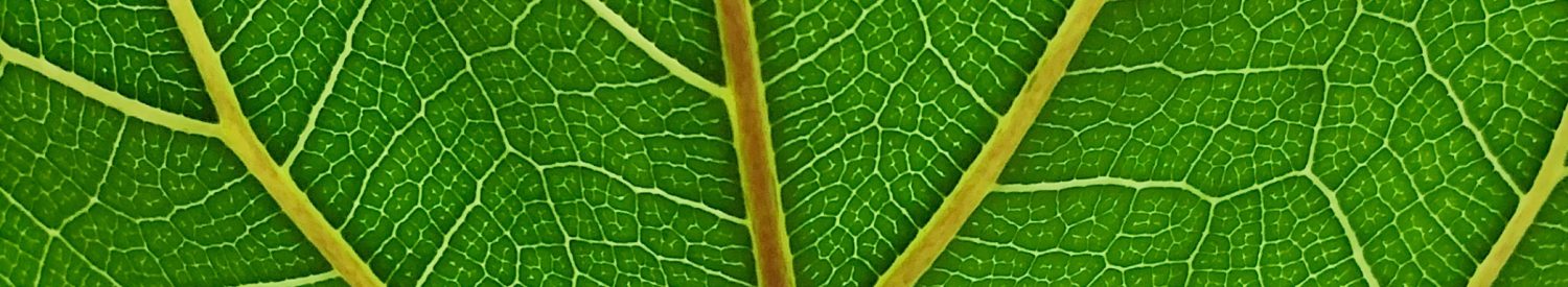 fiddle leaf fig close up leaf